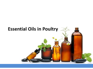 Essential Oils in Poultry
 