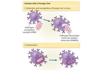 Introduction to Immunology | PPT