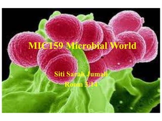 MIC159 Microbial World Siti Sarah Jumali Room 3/14 