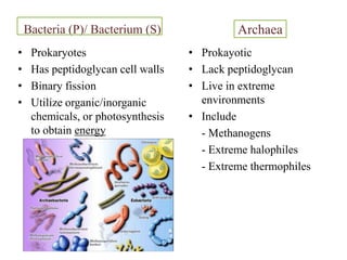 Classification of bacteriaPlants, animals, Fungi, ProtistsMicroorganismsAlso include fungi, protozoa, algae, viruses, multicellular animal parasites