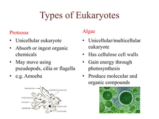 ArchaeaBacteria (P)/ Bacterium (S)ProkaryotesHas peptidoglycan cell wallsBinary fissionUtilize organic/inorganic chemicals, or photosynthesis to obtain energyProkayoticLack peptidoglycanLive in extreme environmentsInclude	- Methanogens	- Extreme halophiles	- Extreme thermophiles