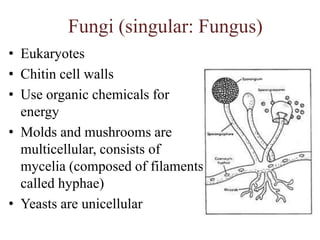 Types of EukaryotesAlgaeProtozoaUnicellular eukaryoteAbsorb or ingest organic chemicalsMay move using pseudopods, cilia or flagellae.g. AmoebaUnicellular/multicellular eukaryoteHas cellulose cell wallsGain energy through photosynthesisProduce molecular and organic compounds