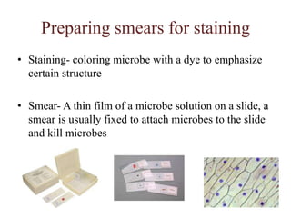 The Golden Age of Microbiology ~1857-1914 (about 50 years)Beginning with Pasteur’s work, discoveries included relationship between microbes and disease, immunity, and antimicrobial drugsRobert Koch       a.	Identified a bacterium as cause of anthrax		b.	Introduced agar, inoculating loop to transfer bacteria 			and prepare pure cultures.		c.	Introduced “Koch’s Postulates” and the concept that 			a disease is caused by a single organism.Joseph Lister  (1865)       		a.	Introduced the “antiseptic technique”.		b.	Use of phenol (carbolic acid) as disinfectant.MartinusBeijerinck   (1884 - 85)         		a.	Discovered “viruses” (toxins, poisons).		b.	Infectious agents in tobacco plant fluids.Paul Ehrlich   (1910)       		a.	Introduced concept of chemotherapy.		b.	Use of salvarsan for the treatment of syphilis.Alexander Fleming   (1928)   		a.	Discovered the first antibiotic - penicillin.