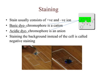 Louis Pasteur's (1822-1895) famous experiments with swan-necked flasksThis eventually led to:Development of sterilization 