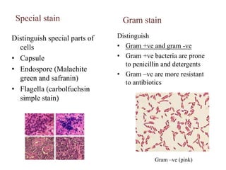 Robert Koch demonstrated the first direct role of a bacterium in diseaseKoch's postulates"Koch's postulates" (1884), the critical test for the involvement of a microorganism in a disease: The agent must be present in every case of the disease. The agent must be isolated and cultured in vitro. The disease must be reproduced when a pure culture of the agent is inoculated into a susceptible host. The agent must be recoverable from the experimentally-infected host. This eventually led to:Development of pure culture techniques 