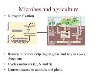 Microbes and agricultureNitrogen fixationRumen microbes help digest grass and hay in cows, sheep etcCycles nutrients (C, N and S)Causes disease to animals and plants
