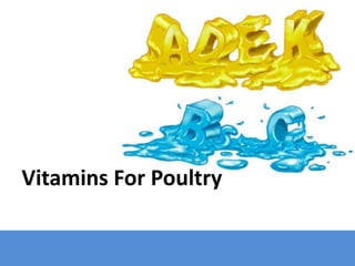 Vitamins For Poultry
 