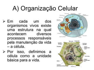 A) Organização Celular
 Em cada um dos
organismos vivos existe
uma estrutura na qual
acontecem diversos
processos responsáveis
pela manutenção da vida
– a célula.
 Por isso, definimos a
célula como a unidade
básica para a vida.
 