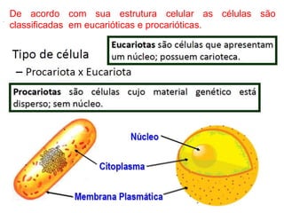 .
De acordo com sua estrutura celular as células são
classificadas em eucarióticas e procarióticas.
 