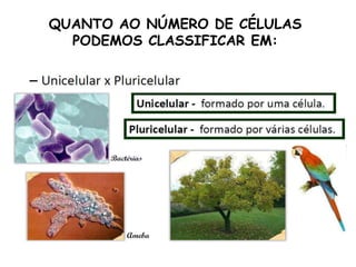 QUANTO AO NÚMERO DE CÉLULAS
PODEMOS CLASSIFICAR EM:
 