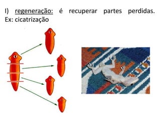 I) regeneração: é recuperar partes perdidas.
Ex: cicatrização
 