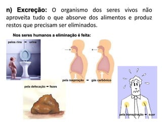 n) Excreção: O organismo dos seres vivos não
aproveita tudo o que absorve dos alimentos e produz
restos que precisam ser eliminados.
Nos seres humanos a eliminação é feita:
pelos rins  urina
pela respiração  gás carbônico
pela transpiração  suor
pela defecação  fezes
 