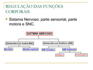 REGULAÇÃO DAS FUNÇÕES
CORPORAIS
 Sistema Nervoso: parte sensorial, parte
motora e SNC.
 