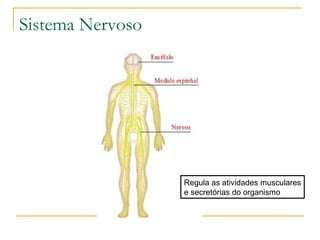 Sistema Nervoso
Regula as atividades musculares
e secretórias do organismo
 