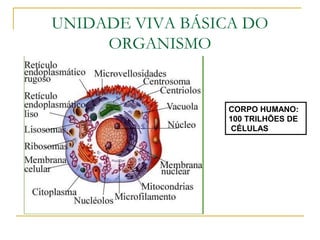 UNIDADE VIVA BÁSICA DO
ORGANISMO
CORPO HUMANO:
100 TRILHÕES DE
CÉLULAS
 
