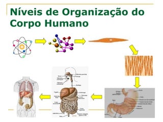 Níveis de Organização do
Corpo Humano
 