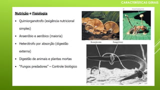 CARACTERÍSTICAS GERAIS