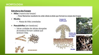 - Finos filamentos resultante da união célula-à-célula que formamos corpos dos fungos
MORFOLOGIA