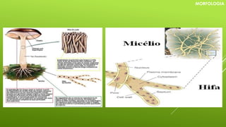 MORFOLOGIA