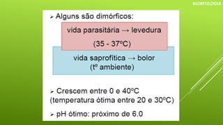 MORFOLOGIA