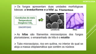 MORFOLOGIA
ou Filamentosa