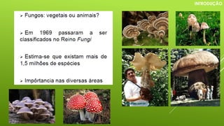 INTRODUÇÃO