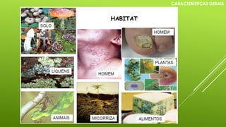 HABITAT
CARACTERÍSTICAS GERAIS
