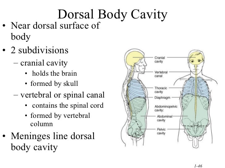 Dorsal Definition Anatomy Example MRDHN Dorsal Definition Anatomy Example MRDHN
