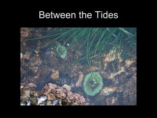 Between the Tides 