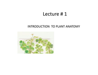 Lecture # 1 

INTRODUCTION  TO PLANT ANATOMY 
 