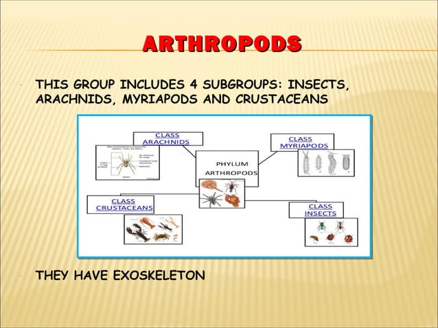 WHAT DOES INVERTEBRATE MEAN DEFINITION MAJOR GROUPS visual data 6