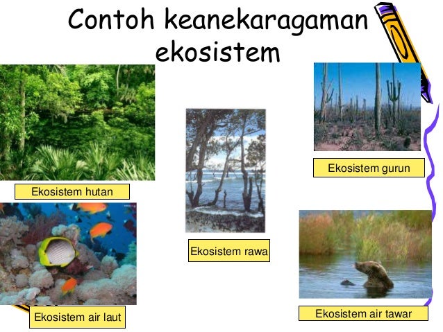 Contoh Keanekaragaman Ekosistem Di Indonesia - Mainan Oliv