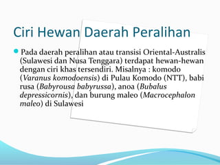 Ciri Hewan Daerah Peralihan
Pada daerah peralihan atau transisi Oriental-Australis
(Sulawesi dan Nusa Tenggara) terdapat hewan-hewan
dengan ciri khas tersendiri. Misalnya : komodo
(Varanus komodoensis) di Pulau Komodo (NTT), babi
rusa (Babyrousa babyrussa), anoa (Bubalus
depressicornis), dan burung maleo (Macrocephalon
maleo) di Sulawesi
 