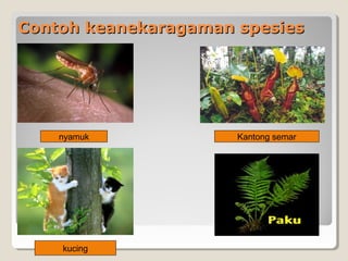Contoh keanekaragaman spesiesContoh keanekaragaman spesies
nyamuk Kantong semar
kucing
 