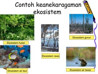 Contoh keanekaragaman
ekosistem
Ekosistem air laut
Ekosistem gurun
Ekosistem rawa
Ekosistem hutan
Ekosistem air tawar
 