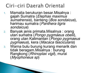 1. Mamalia berukuran besar.Misalnya :
gajah Sumatra (Elephas maximus
sumatrensis), banteng (Bos sondaicus),
harimau sumatra (Panthera tigris
sondaicus)
2. Banyak jenis primata.Misalnya : orang
utan sumatra (Pongo pygmaeus obelii),
orang utan Kalimantan (Pongo pygmaeus
pygmaeus), kera (Macaca fascicularis)
3. Warna bulu burung kurang menarik dan
tidak beragam.Misalnya : burung
Rangkong (Rhinoplax vigil), murai
(Myophoneus sp)
 