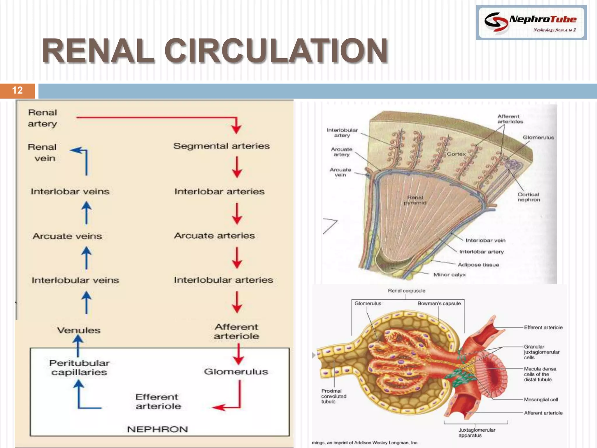 RENAL CIRCULATION
12
 