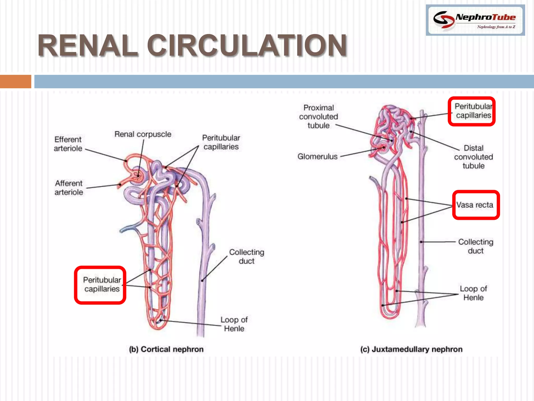 RENAL CIRCULATION
 