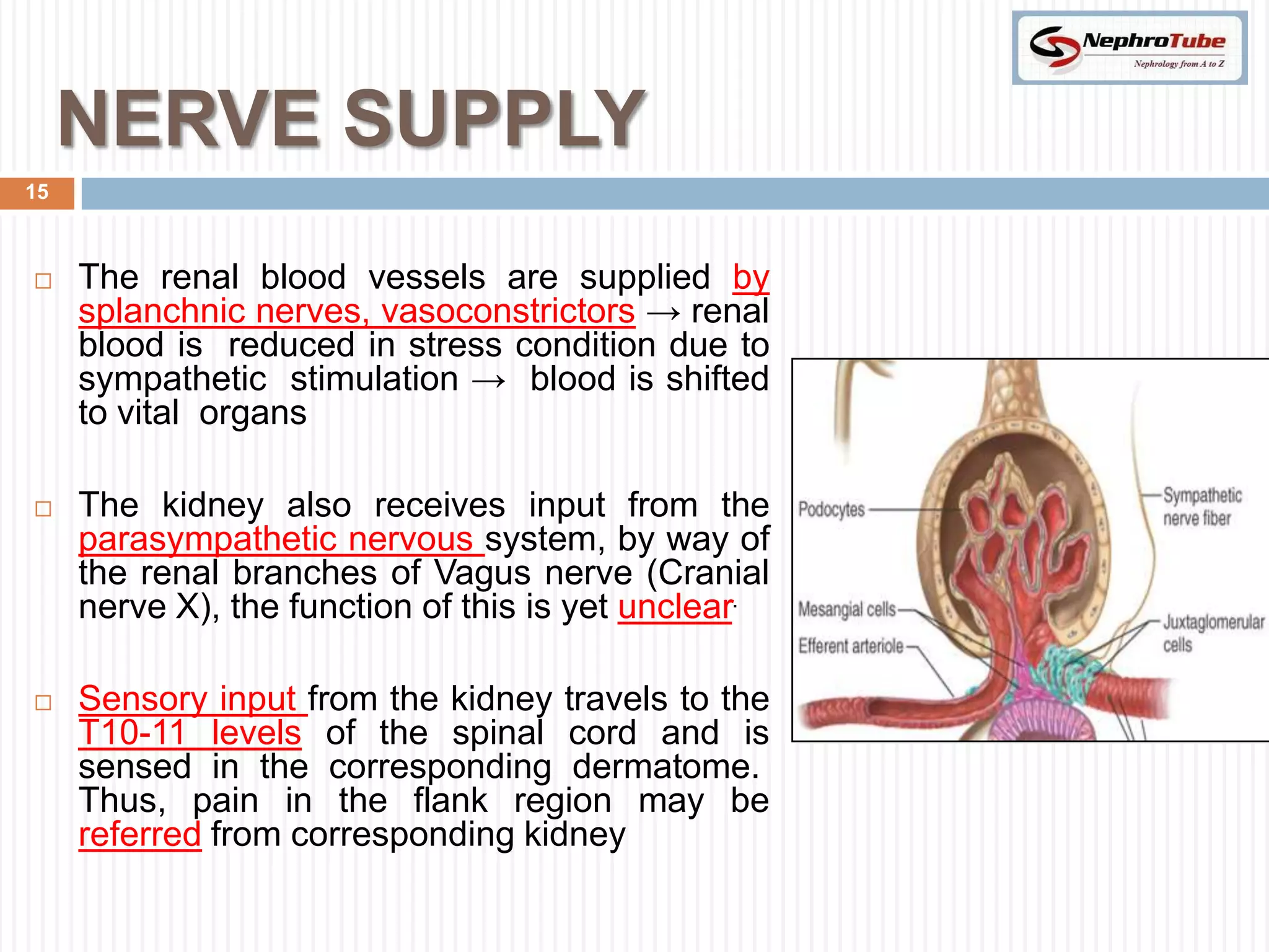 NERVE SUPPLY
15



    The renal blood vessels are supplied by
     splanchnic nerves, vasoconstrictors → renal
     blood is reduced in stress condition due to
     sympathetic stimulation → blood is shifted
     to vital organs

    The kidney also receives input from the
     parasympathetic nervous system, by way of
     the renal branches of Vagus nerve (Cranial
     nerve X), the function of this is yet unclear.

    Sensory input from the kidney travels to the
     T10-11 levels of the spinal cord and is
     sensed in the corresponding dermatome.
     Thus, pain in the flank region may be
     referred from corresponding kidney
 