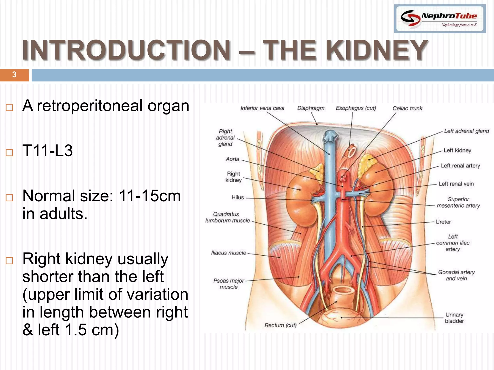 INTRODUCTION – THE KIDNEY
3



   A retroperitoneal organ

   T11-L3

   Normal size: 11-15cm
    in adults.

   Right kidney usually
    shorter than the left
    (upper limit of variation
    in length between right
    & left 1.5 cm)
 