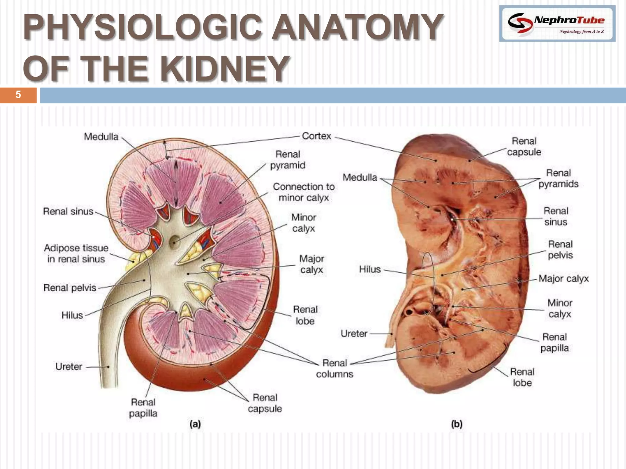 PHYSIOLOGIC ANATOMY
5
    OF THE KIDNEY
 