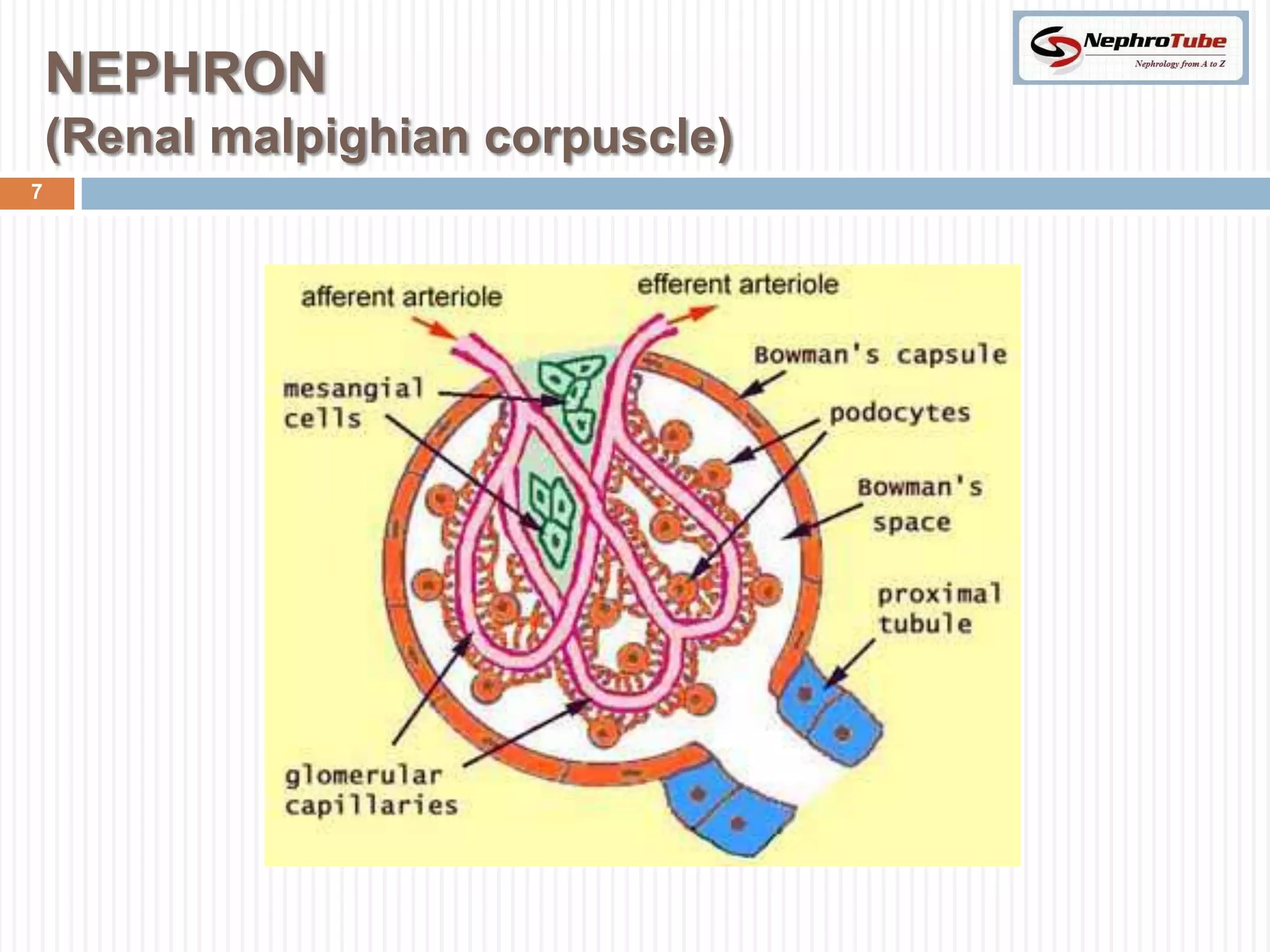 NEPHRON
    (Renal malpighian corpuscle)
7
 