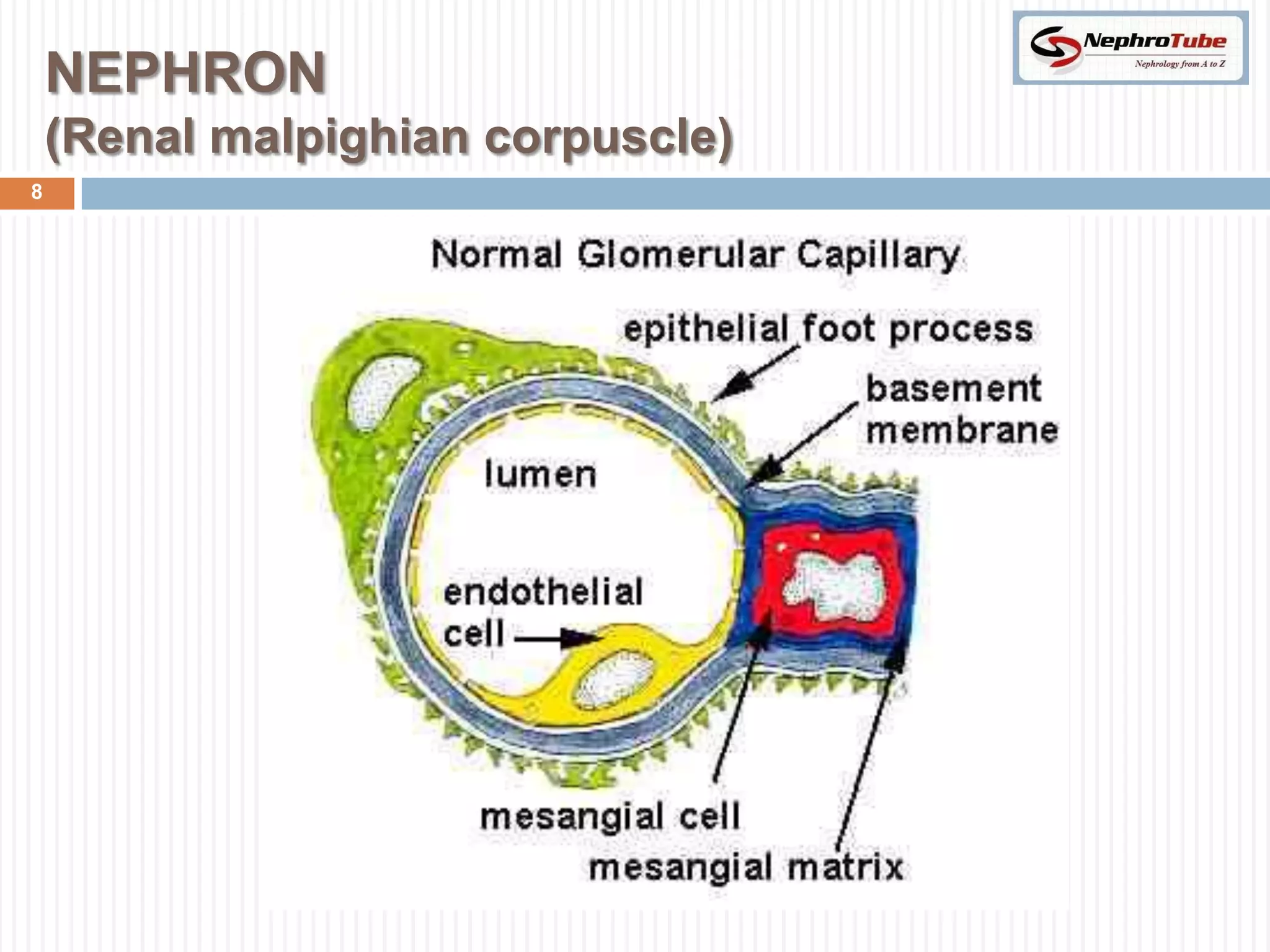 NEPHRON
    (Renal malpighian corpuscle)
8
 