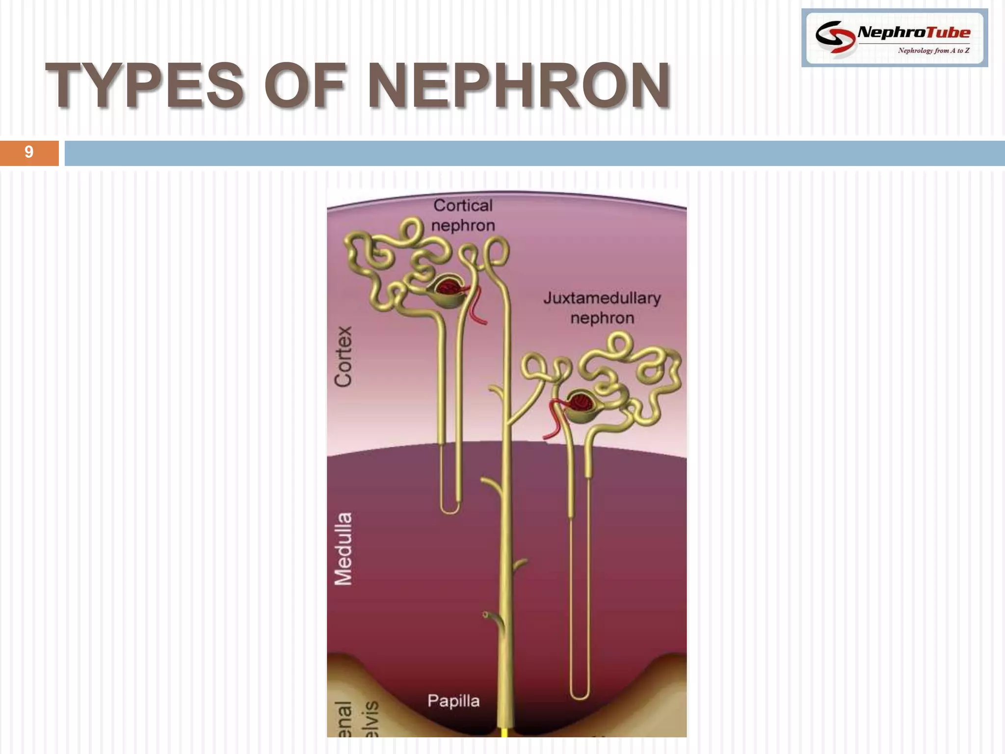 TYPES OF NEPHRON
9
 