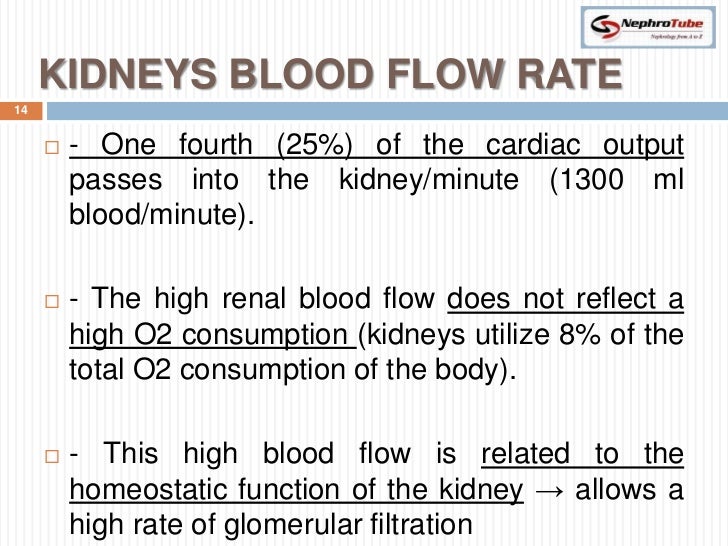 Renal Physiology (I) Kidney Function & Physiological Anatomy
