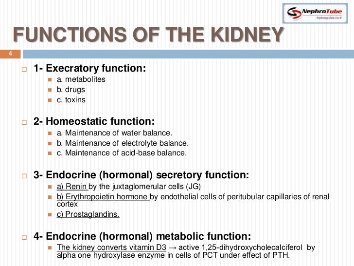 Renal Physiology I Kidney Function And Physiological Anatomy