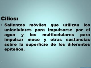 Cilios:
• Salientes móviles que utilizan los
  unicelulares para impulsarse por el
  agua    y los multicelulares     para
  impulsar moco y otras sustancias
  sobre la superficie de los diferentes
  epitelios.

.
 