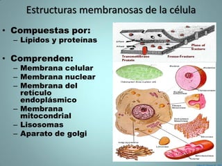 Estructuras membranosas de la célula
• Compuestas por:
  – Lípidos y proteínas

• Comprenden:
  – Membrana celular
  – Membrana nuclear
  – Membrana del
    retículo
    endoplásmico
  – Membrana
    mitocondrial
  – Lisosomas
  – Aparato de golgi
 