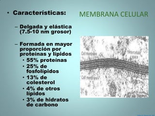 • Características:        MEMBRANA CELULAR
  – Delgada y elástica
    (7.5-10 nm grosor)

  – Formada en mayor
    proporción por
    proteínas y lípidos
     • 55% proteínas
     • 25% de
       fosfolípidos
     • 13% de
       colesterol
     • 4% de otros
       lípidos
     • 3% de hidratos
       de carbono
 