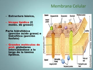 Membrana Celular

– Estructura básica,

– bicapa lipídica (2
  moléc. de grosor)

Parte hidrofóbica
  (porción ácido graso) e
  hidrofílica (porción
  fosfato)

– Grandes moléculas de
  prot. globulares
  intercalándose a lo
  largo de la lámina
  lipídica.
 